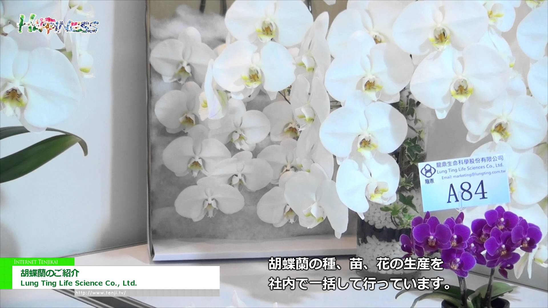 [2016台湾国際らん展] 胡蝶蘭のご紹介 – Lung Ting Life Science Co., Ltd.