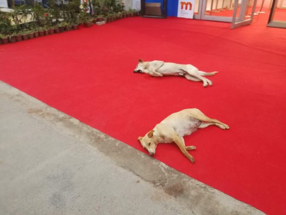 インドの現場（タンデムの大賀氏による寄稿）