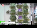 A water culture lettuce bouquet lettuce – Happaya Ltd.