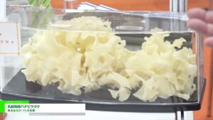 [DIET & BEAUTY FAIR 2021] 乳酸発酵ハナビラタケ – 株式会社かつらぎ産業